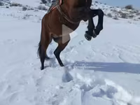 Cavallo, Cavalli — foto 1