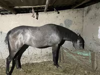 Cavalla, Thoroughbred horse — foto 1