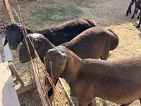 أغنام (دفعة، الجنس غير محدد), Hissar sheep — الصورة 4