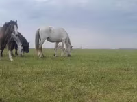 Kanca, Lovak — 2. fotó