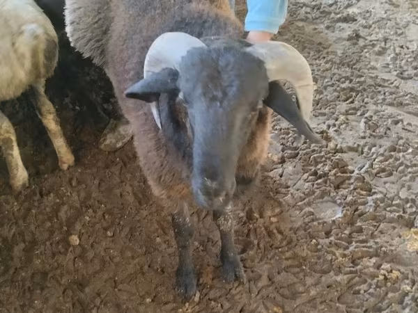 Ram, Rhon sheep