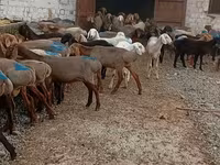 Carnero, Arashan sheep — foto 2