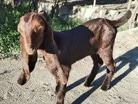 बकरी, Kamori goats — फ़ोटो 1