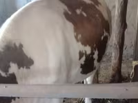 Kuh, Simmental cattle — Foto 2