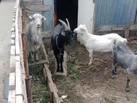 بکری, Alpine goat — تصویر 2
