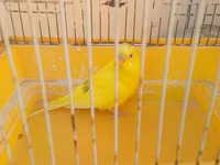 Iki qus (erkek disi) bir boyuk qefes icinde yemi qabi su qabi — zdjęcie 4