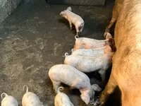 Scroafă, Porci — foto 1