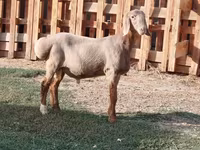 แกะตัวผู้, Rhon sheep — รูปภาพ 8