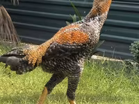 Chickens — عکس 2