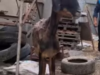 بز ماده, Nubian Goat — عکس 2