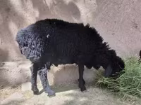 گوسفند (گروه، جنسیت مشخص نشده), گوسفند — عکس 2