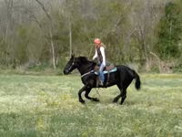 گھوڑی, Percheron — تصویر 6
