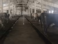 Mucca, Razza Holstein — foto 8