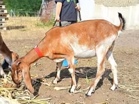 Chèvre, Nubian Goat — photo 3
