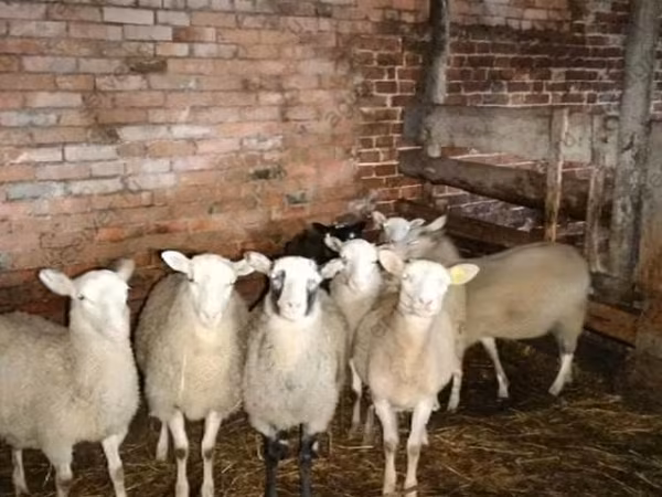 Domba jantan, Katum sheep