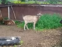 بز ماده, Alpine goat — عکس 4