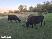 Lembu betina, Dexter — foto 1