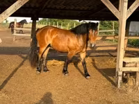 Kuda betina, Horses — foto 6
