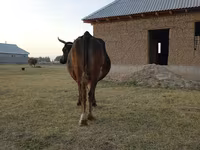 Mucca, Swiss cattle — foto 2