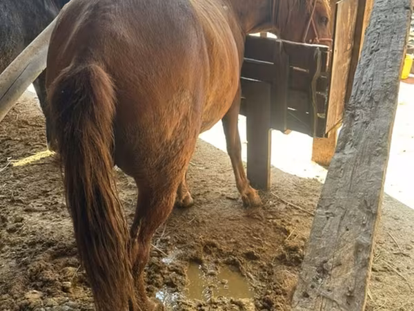 母马, Horses