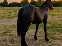 Kuda betina, Horses — foto 3