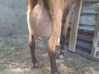 ፍየል, Goats — ፎቶ 1