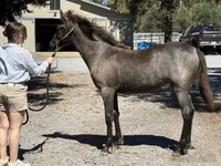 Kobyła, Rocky Mountain Horse — zdjęcie 3