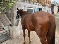 اسب نر, Kyrgyz Horse — عکس 5