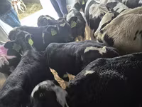 Býk, Simmental cattle — foto 3