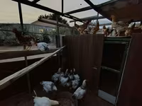Chickens — Foto 3