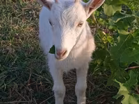 Dişi keçi, Saanen goat — foto 4