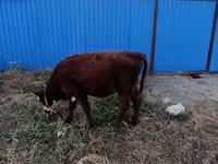암소, Latvian Blue cattle — 사진 3