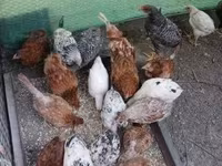 Chickens — Foto 5