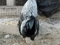 Chickens — عکس 7