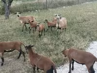 Schaap, Cameroon sheep — foto 3