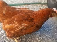 Chickens — φωτογραφία 2