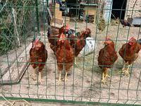 Chickens — sawirka 2