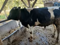 Krava, Russian Black pied cattle — foto 2