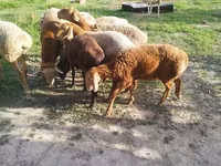 Domba betina, Sheep — foto 6