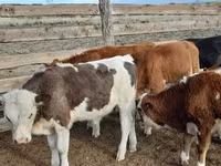 母牛, Cattle — 照片 1