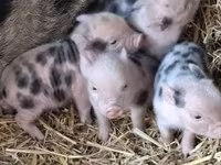 Babi hutan, Мини-пиг — foto 1