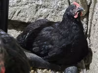 Chickens — foto 4