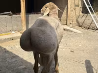 Montone, Arashan sheep — foto 1