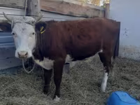 بقرة, Simmental cattle — الصورة 1