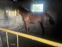 Faras, Horses — sawirka 1