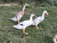 Ducks — عکس 4