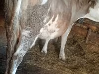 Krowa, Simmental cattle — zdjęcie 3