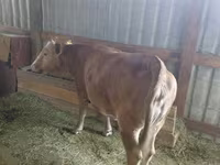 Lo’, Cattle — sawirka 2