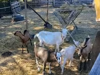 Ri’ dhaddig, Goats — sawirka 2