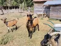Kambing betina, Goats — foto 1